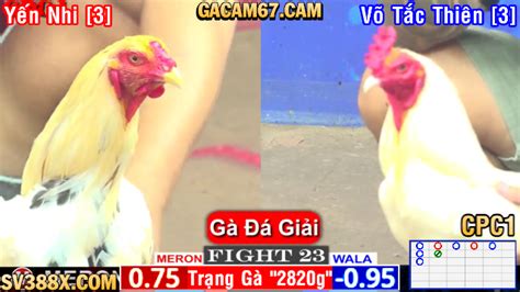 Đá Gà Trực Tiếp Bình Luận Viên THOMO Hôm Nay .